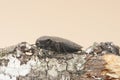 Capnodis tenebricosa headed worm of the peach tree, beetle of black color with grayish spots perched on tree branch on background Royalty Free Stock Photo