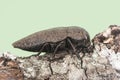 Capnodis tenebricosa headed worm of the peach tree, beetle of black color with grayish spots perched on tree branch on background Royalty Free Stock Photo