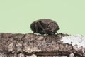 Capnodis tenebricosa headed worm of the peach tree, beetle of black color with grayish spots perched on tree branch on background Royalty Free Stock Photo