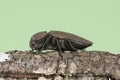 Capnodis tenebricosa headed worm of the peach tree, beetle of black color with grayish spots perched on tree branch on background Royalty Free Stock Photo