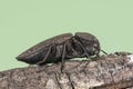 Capnodis tenebricosa headed worm of the peach tree, beetle of black color with grayish spots perched on tree branch on background Royalty Free Stock Photo