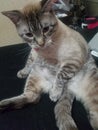 Siamese Cat Sitting