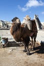 Camel in Cappadocia Fairy Chimney Landscape, Travel Turkey Royalty Free Stock Photo