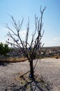 Cappadocia landscape blue evil eye tree