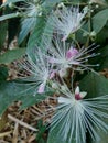 The Capparaceae or Capparidaceae, commonly known as the caper family, are a family of plants in the order Brassicales. As currentl Royalty Free Stock Photo