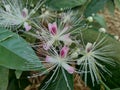 The Capparaceae or Capparidaceae, commonly known as the caper family, are a family of plants in the order Brassicales. As currentl Royalty Free Stock Photo