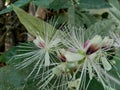 The Capparaceae or Capparidaceae, commonly known as the caper family, are a family of plants in the order Brassicales. As currentl Royalty Free Stock Photo