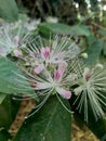 The Capparaceae or Capparidaceae, commonly known as the caper family, are a family of plants in the order Brassicales. As currentl Royalty Free Stock Photo