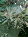 The Capparaceae or Capparidaceae, commonly known as the caper family, are a family of plants in the order Brassicales. As currentl Royalty Free Stock Photo