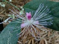 The Capparaceae or Capparidaceae, commonly known as the caper family, are a family of plants in the order Brassicales. As currentl Royalty Free Stock Photo