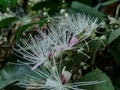 The Capparaceae or Capparidaceae, commonly known as the caper family, are a family of plants in the order Brassicales. As currentl Royalty Free Stock Photo