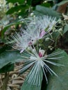 The Capparaceae or Capparidaceae, commonly known as the caper family, are a family of plants in the order Brassicales. As currentl Royalty Free Stock Photo