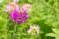 Capparaceae Flower Royalty Free Stock Photo