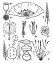 Capparidaceae, Chelidonium, cleome, Cruciferae, Dicentra, flower, Fumaria, Fumariaceae, order, Papaver, Papaveraceae, anther,