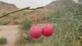 Capparis dedidua karira fruit Royalty Free Stock Photo