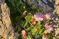 Capparis Spinosa, Caper bush, Flinders rose