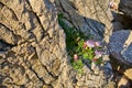 Capparis Spinosa, Caper bush, Flinders rose