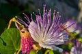 Capparis Spinosa, Caper bush, Flinders rose