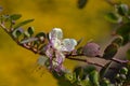 Capparis spinosa, caper bush flinders rose flower Royalty Free Stock Photo