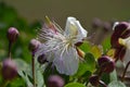 Capparis spinosa, caper bush flinders rose flower and purple buds Royalty Free Stock Photo