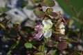 Capparis spinosa, caper bush flinders rose pinkish-white buds and flowers