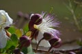 Capparis spinosa, caper bush, flinders rose, pink flower and purple buds