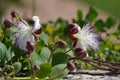 Capparis spinosa, caper bush flinders rose white flowers and purple buds