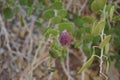 Capparis spinosa, syn. the caper bush, Flinders rose, is a perennial plant that bears rounded, fleshy leaves. Egypt Royalty Free Stock Photo