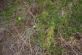 Capparis spinosa, syn. the caper bush, Flinders rose, is a perennial plant that bears rounded, fleshy leaves. Egypt Royalty Free Stock Photo