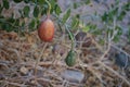 Capparis spinosa, syn. the caper bush, Flinders rose, is a perennial plant that bears rounded, fleshy leaves. Egypt Royalty Free Stock Photo