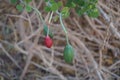 Capparis spinosa, syn. the caper bush, Flinders rose, is a perennial plant that bears rounded, fleshy leaves. Egypt Royalty Free Stock Photo