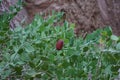 Capparis spinosa, syn. the caper bush, Flinders rose, is a perennial plant that bears rounded, fleshy leaves. Egypt Royalty Free Stock Photo