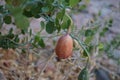 Capparis spinosa, syn. the caper bush, Flinders rose, is a perennial plant that bears rounded, fleshy leaves. Egypt Royalty Free Stock Photo