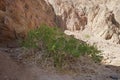 Capparis spinosa, syn. the caper bush, Flinders rose, is a perennial plant. Malakot Mountain oasis, Wadi Gnai, Dahab Royalty Free Stock Photo