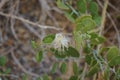 Capparis spinosa, syn. the caper bush, Flinders rose, is a perennial plant that bears rounded, fleshy leaves. Egypt Royalty Free Stock Photo