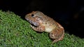 Capped Frog Limnonectes gyldenstolpel, Beautiful Frog, Frog on the rocks Royalty Free Stock Photo