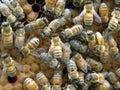 Capped Honey Bee Brood