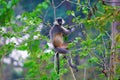 Capped Langur, Trachypithecus pileatus, Nameri National Park