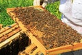 Capped and Uncapped Brood Comb Royalty Free Stock Photo