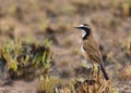 Capped wheatear Royalty Free Stock Photo