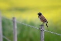 Capped Wheatear Royalty Free Stock Photo