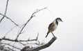 A Capped Wheatear on branch Royalty Free Stock Photo