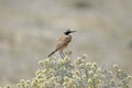 Capped wheatear, dry background Royalty Free Stock Photo