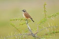 Capped Wheatear, green surroundings, thorny branch Royalty Free Stock Photo