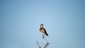 Capped Wheatear ( Oenanthe pileata)Kgalagadi Transfrontier park, South Africa Royalty Free Stock Photo