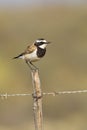 Capped Wheatear Royalty Free Stock Photo