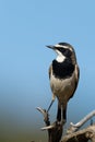 Capped Wheatear ( Oenanthe pileata) Pilanesberg Nature Reserve, South Africa Royalty Free Stock Photo