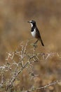 Capped Wheatear - Okavango Delta - Botswana Royalty Free Stock Photo