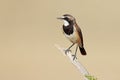 Capped wheatear perched on a branch Royalty Free Stock Photo