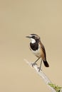 Capped wheatear perched on a branch Royalty Free Stock Photo